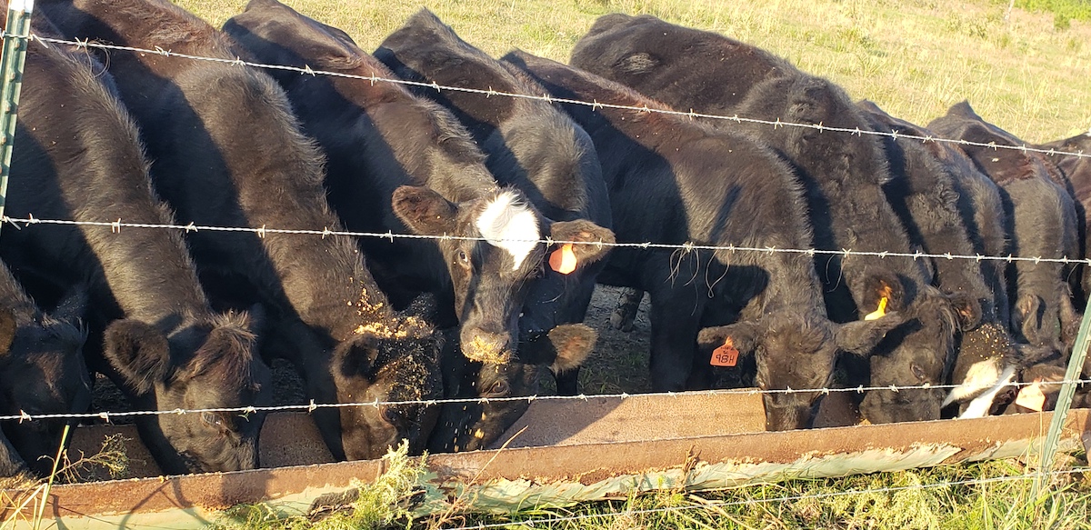 Cows Eating